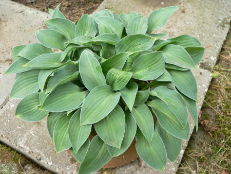 Hosta ´Seikai´